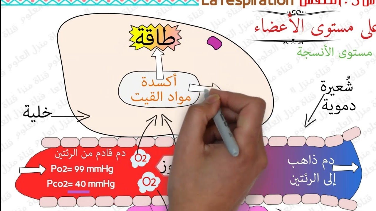درس التنفس مستوى الثالثة إعدادي الجزء الثالث| la respiration 3AC SVT