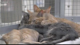 New hire hopes to bring change to St. Louis County Animal Care & Control