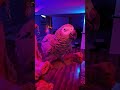 Dancing Nikki the African Grey Parrot