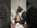 Coco's mini fan ,he liked it so much.!🫶🏼😊#shortvideo #catmoments #catvideos #catfunnyvideos