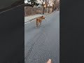 #dog