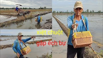 xiệt chuột ếch quá nhiều thấy mà mê mùa lúa xạ quá nhiều chuột ếch quá đã