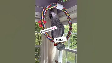 Symon says: Alexa, gimme a big kiss💋🤣#symontheafricangreyparrot #alexa #talkingparrot #birds #cag