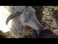 Один день с овцами. Зима. One day with sheep.