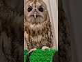 フクロウは肉食です。キッチンタイマー切り忘れててごめんね #shorts