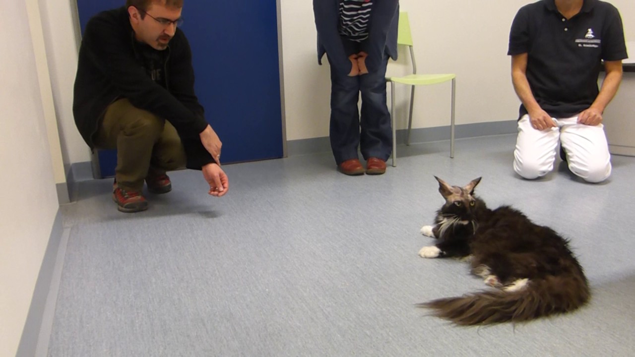 Katze nach der Operation eines Gehirntumores Meningiom - YouTube