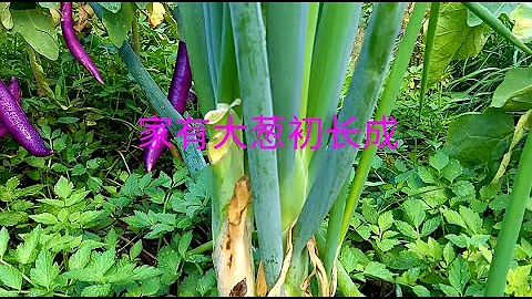 How to grow big green onion? 种好大葱的关键点你知道吗？ - 天天要闻
