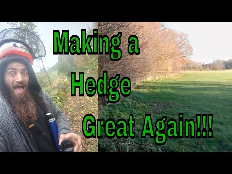 Beginning The Hedge