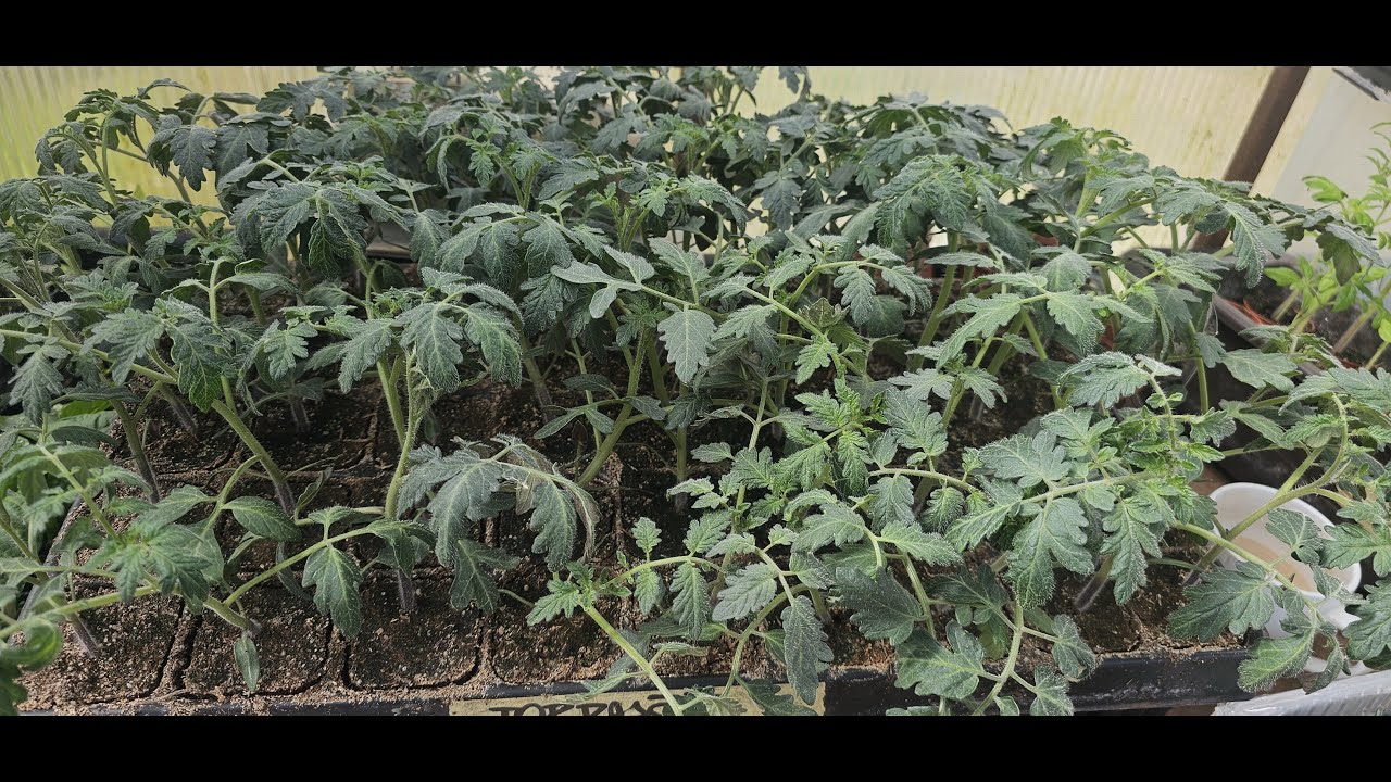 🍅 Roubování RAJČAT: Jdu na to! ✂️ Jak získat silnější úrodu? 🚀 #Roubovani