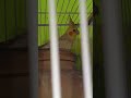 #cocktail  #birds #breeding