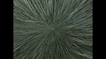 Grass Macro Zoom