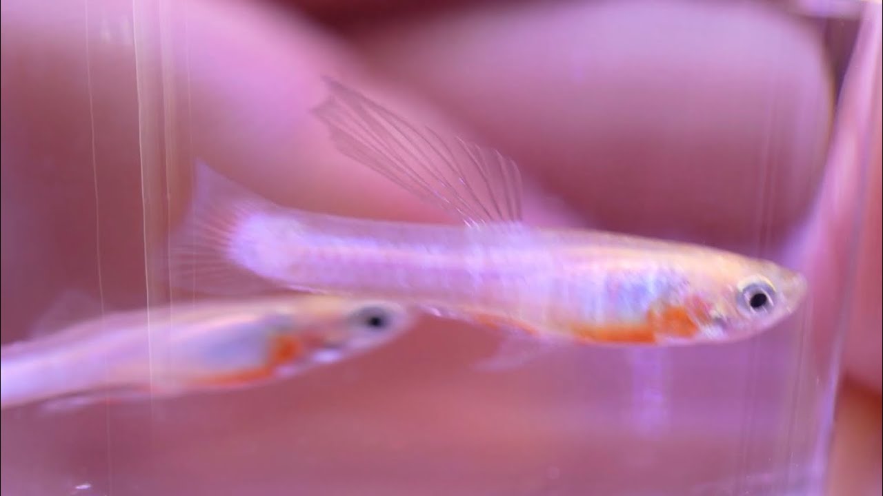 Blonde Japan Blue Endlers Guppies 