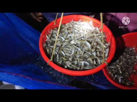 দেখুন ১০০ শতক জলাশয়ে কত পিচ পাবদা মাছের পোনা ছাড়া হল | মিশ্র মাছ চাষ | Fishing & Sell BD
