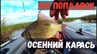 видео: ТАКИХ Таскать ПРИЯТНО! Вот Это КАРАСИ!!!  Рыбалка на поплавок Осенью. картинка: ТАКИХ Таскать ПРИЯТНО! Вот Это КАРАСИ!!!  Рыбалка на поплавок Осенью.