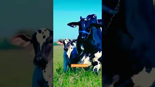 Natural Cow video #cow #cows #animals #animal #viral #trending #yt #shorts #video