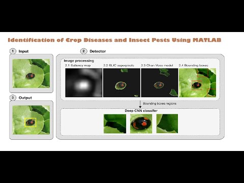 Identification of Crop Diseases and Insect Pests Using MATLAB