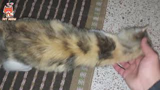 My cat Suzana on my home | Pet Meow