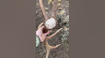FOUND A GIANT ELK SHED! #elk #hunting #shedhunting #hiking #shorts