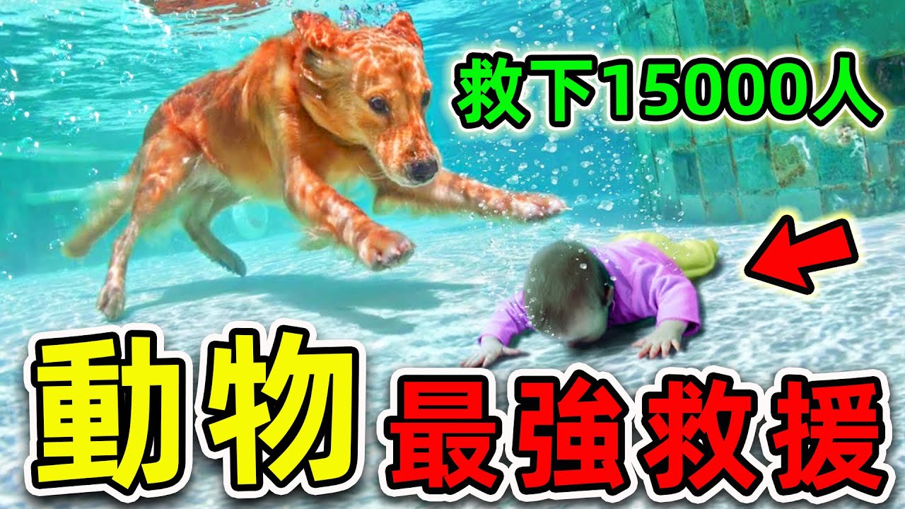 全世界最強的10個救人動物！第一名一生救下15000人，看哭國外2億網友，結局卻十分淒慘！|#世界之最top #世界之最 #出類拔萃 #腦洞大開 #動物救援 #top10 #最強救援 #救人動物