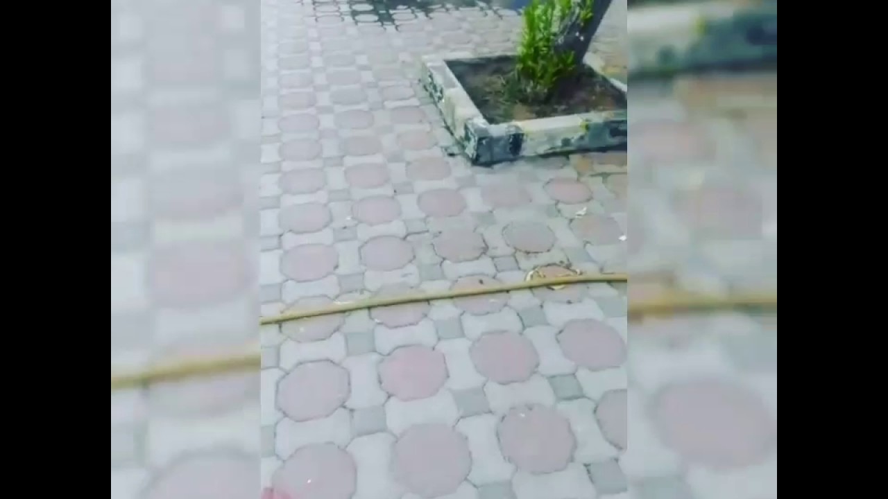 Grey water reused in irrigating trees in schools