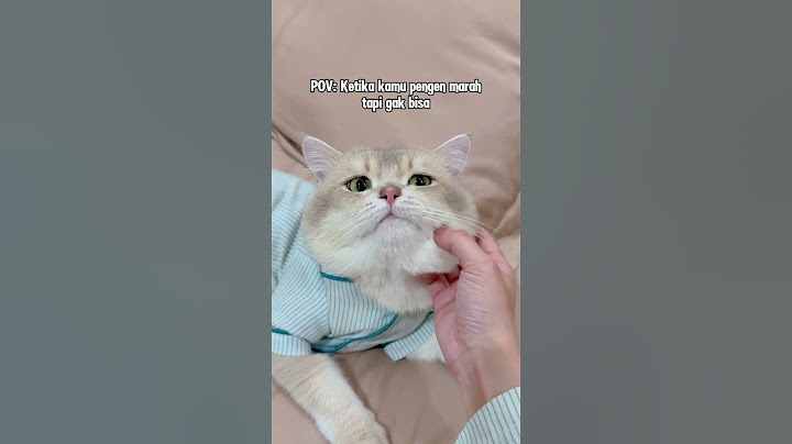 😼: siapa yang kayak gini juga woi? #kucing #kucinglucu #kucingtiktok
