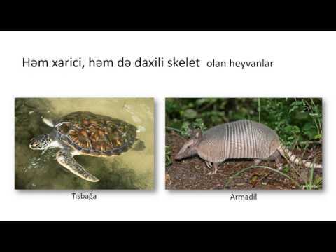 Video: Yeni Təkamül Biologiya Kitabında şəhərdə Yaşayan Heyvanların Insana Uyğunlaşmadığını Mübahisələndirirlər