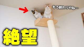 天井まであるキャットタワーに登ったら降りられなくなり絶望する猫たち