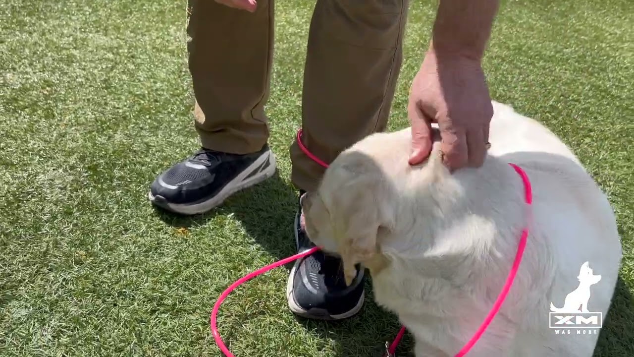 XM | WAG MORE Premium Dog Leash Tutorial - Ankle Loop Mode