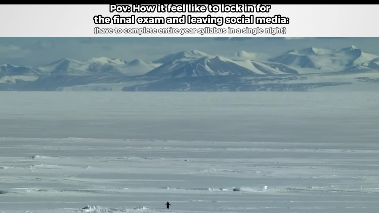 Pov: How It Feel Like TO Study  | Viral Penguin Video |VIRAL PENGUIN  