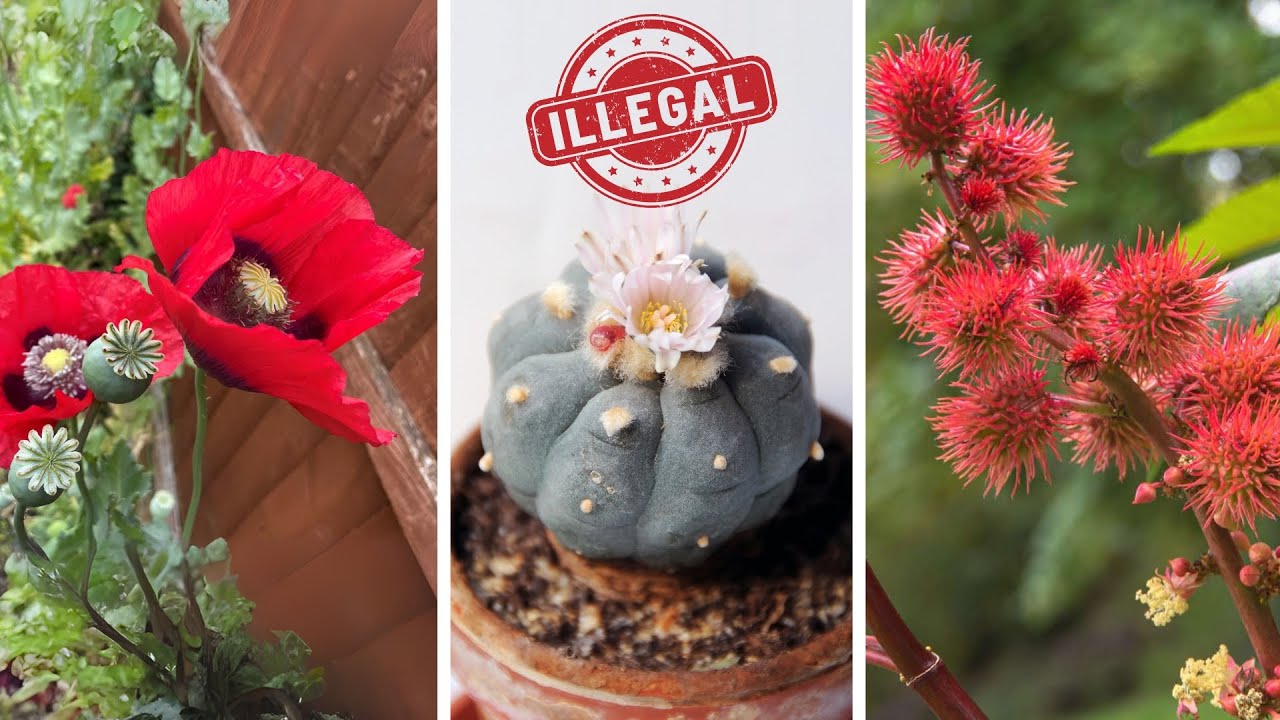 15 культур, выращивание которых в США запрещено законом