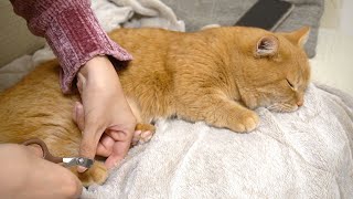 顔色ひとつ変えずに静かに怒りをぶつけてくるタイプの猫