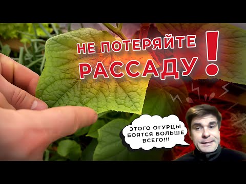 Не потеряйте рассаду! Что категорически нельзя делать с огурцами