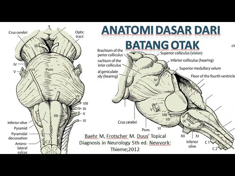 Video 24 Anatomi Dasar Batang Otak