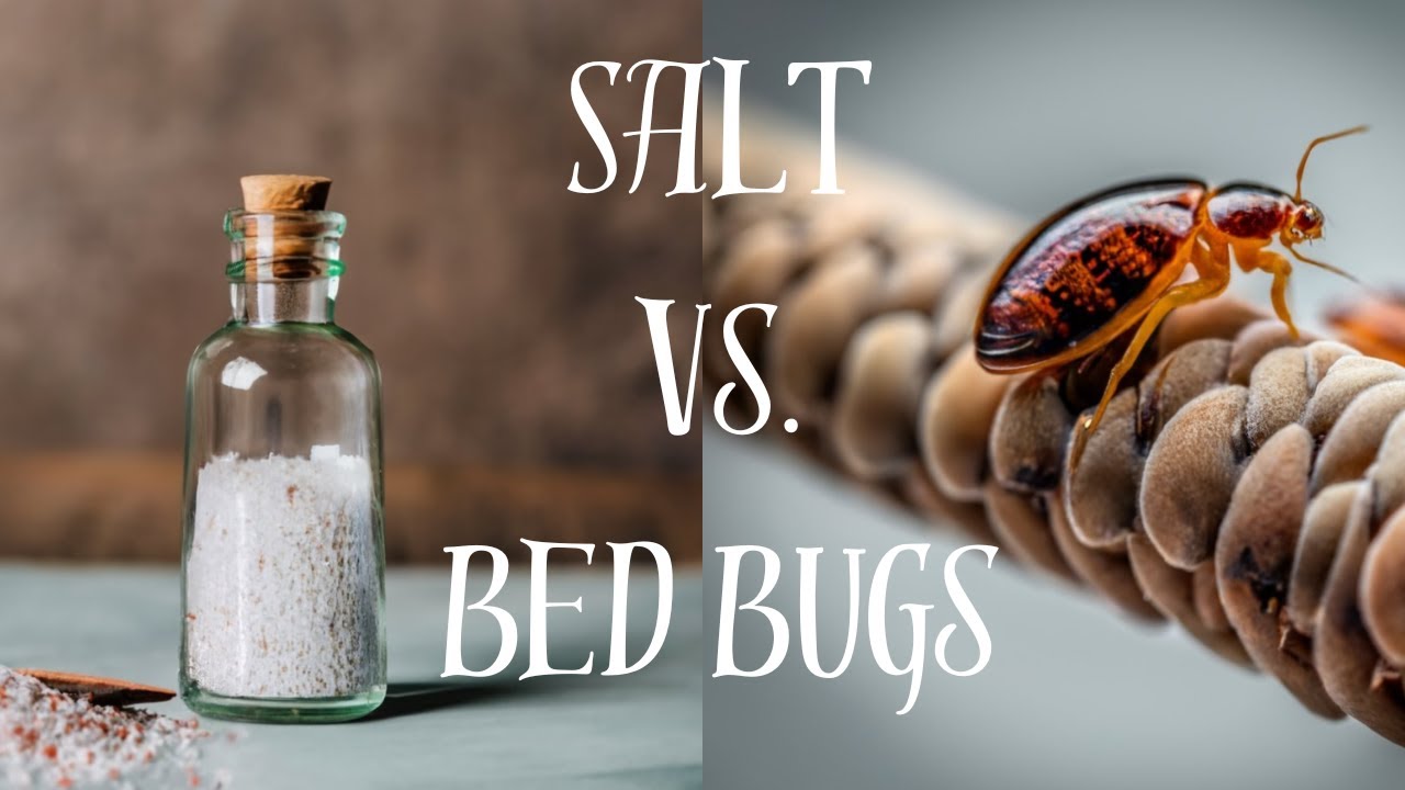 How to get rid of bed bugs with salt YouTube