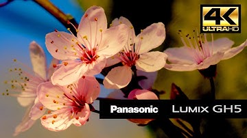 Panasonic Lumix GH5 - Test Footage 4K/Ultra-HD | Final Retail Version GH5 | Firmware v1.0
