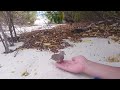 A handful of ground dove