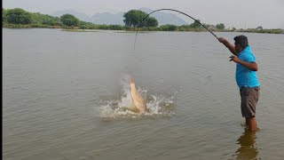 Rohu fishing || Gold fish || Fish hunting || Roop chand || Incredible fishing (Villagefishing )