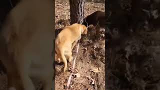 Adoptable Rescue Dog - Bartleby #shorts #adoptdontshop #dogrescue #ophrescue