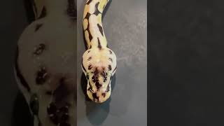 Famous Bumble bee Het Desert Ghost Ball Python Profile