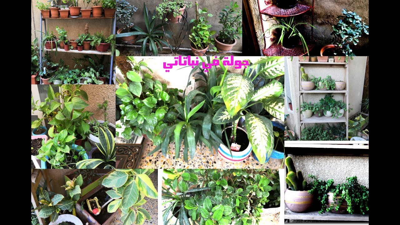 جولة بنباتاتي وشلونهم ويا الصيف وأسماء بعض النباتات والعناية وطرق الإكثار ❤️🇮🇶🌹👍