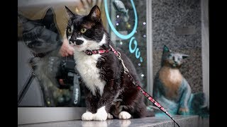 В Одессе установили скульптуру кота Челентано В Одессе установили скульптуру кота Челентано
