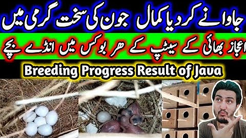 Breeding Progress Result Of Fawn Java Opal Java White Java Silver Java Zebra Finches Mushtaq Khattak