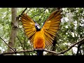 Free Flying 6 Pet Macaw Parrots In The Jungle (Forest/Woods) || Mikey and Mia