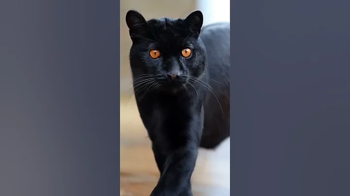 Watch the video about British shorthair black cat is transformed in Black Panter #videoai