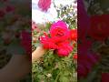 ek dil hai #rose garden #shortvideo #zarnish khan