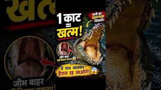 Crocodile Apni Jeebh Bahar Nahi Nikal Sakta? 😱 | Viral Animal Facts #Shorts #Youtubeshorts #Facts