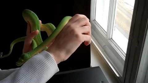 Green Tree Python