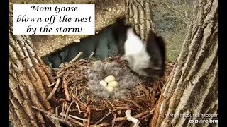 Decorah Goose and Eagles ~ Wild Storm arrive! April16, 2024