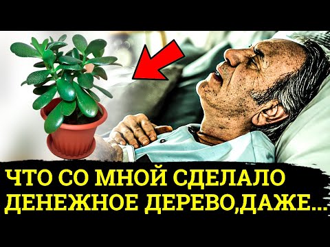 99 людей НЕ ЗНАЮТ, Что ДЕНЕЖНОЕ ДЕРЕВО Творит с ОРГАНИЗМОМ.... лечит даже