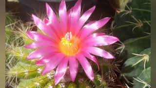صبارات مزهرة مع الاسم من مجموعتي Flowering cactus with the name from my group